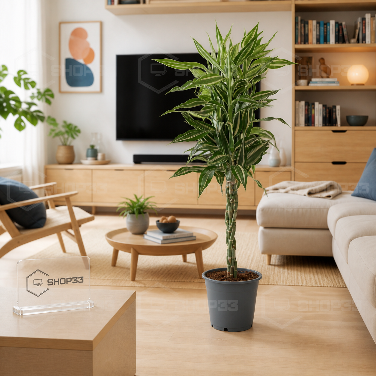 Dracaena Veštačko Drvo 100cm - Image 2
