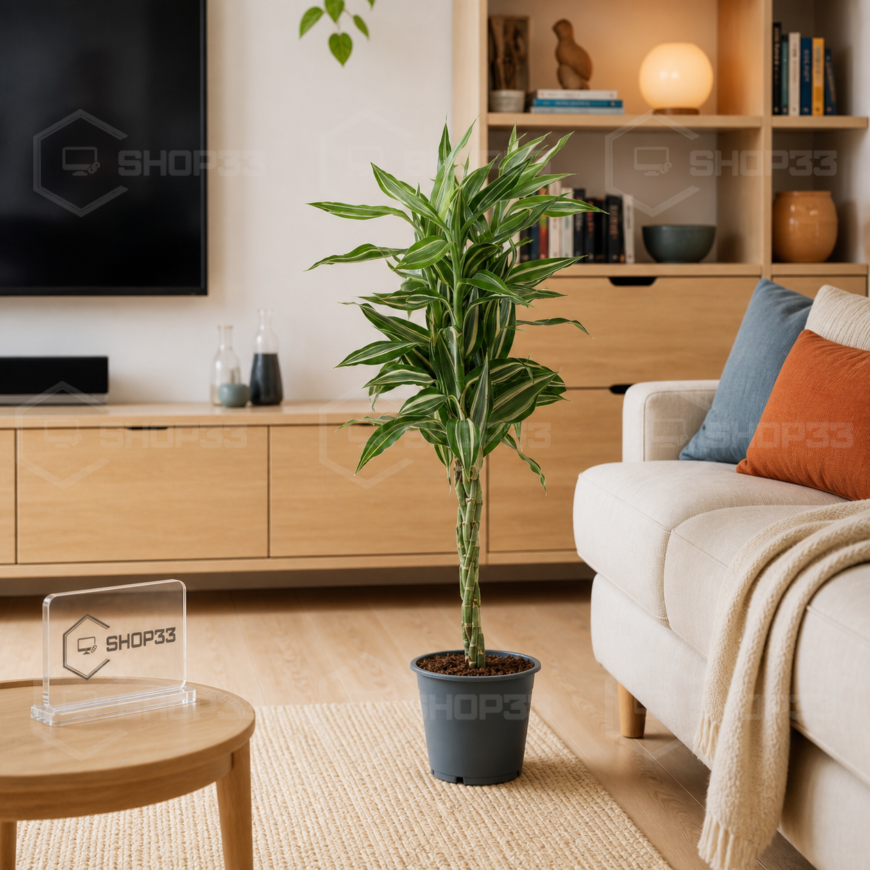 Dracaena Veštačko Drvo 100cm